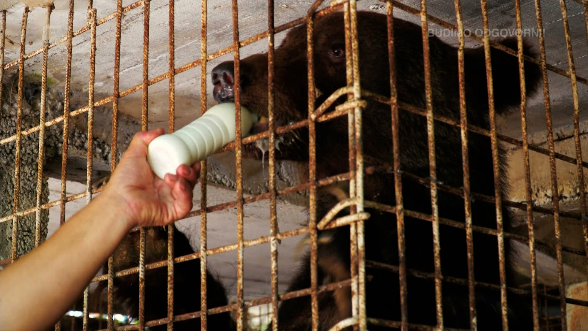 Kako su mladunčad mrkog medvjeda postali članovi Eminove porodice?